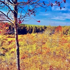 Meet your Posher, Savil